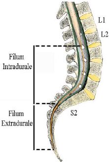 filum terminale spinale